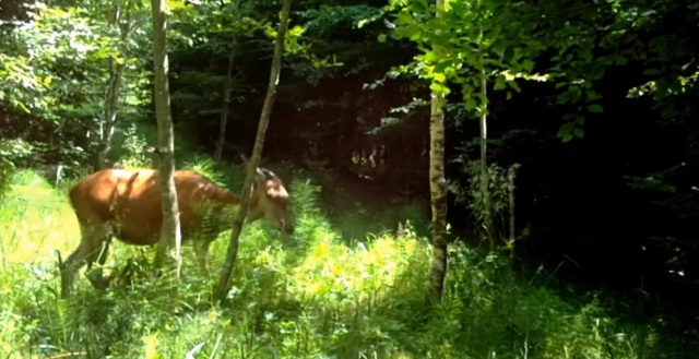 parcul-natural-putna